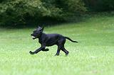CANE CORSO 1216